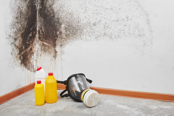 Attic Mold Removal in Red Oak, TX