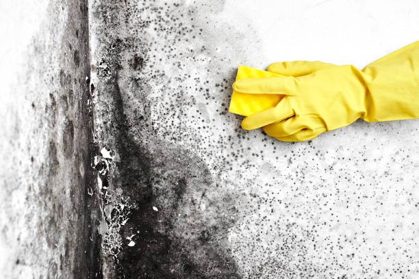 Best Toxic Mold Removal  in Red Oak, TX