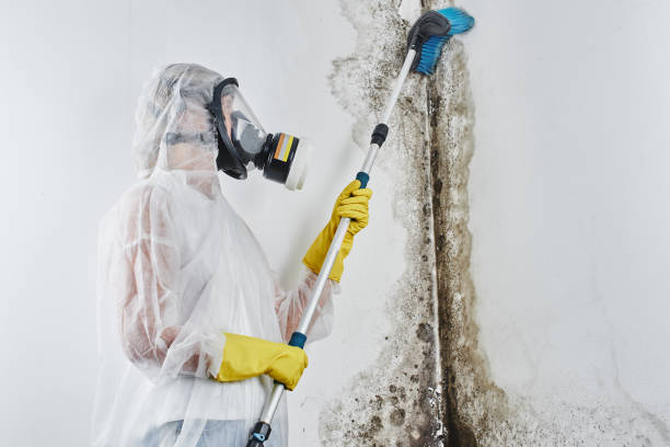 Best Black Mold Removal  in Red Oak, TX