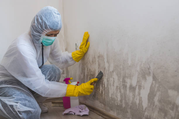 Best Residential Mold Removal  in Red Oak, TX