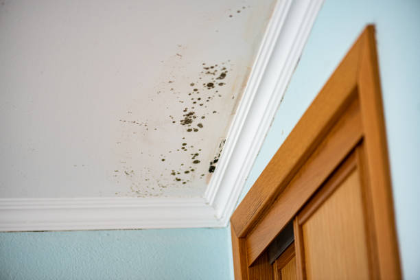 Mold Removal Process in Red Oak, TX