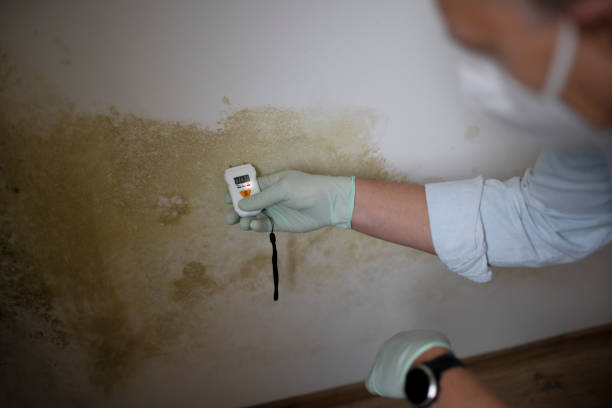 Best Commercial Mold Removal  in Red Oak, TX