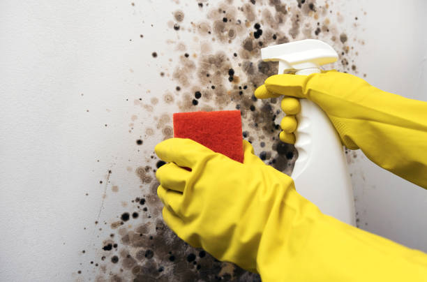 Best Mold Removal Near Me  in Red Oak, TX