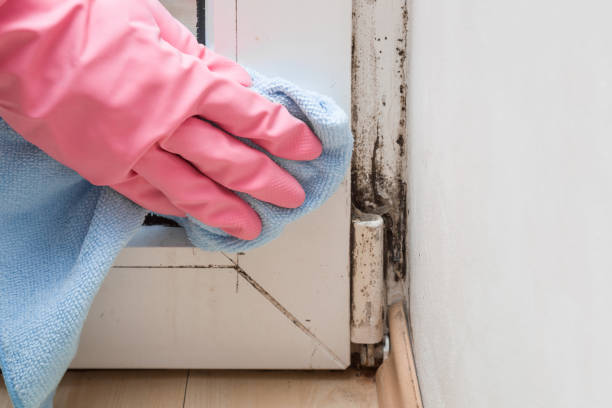 Best Mold Remediation Experts  in Red Oak, TX