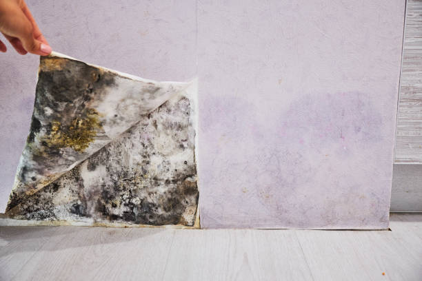 Best Mold Damage Repair  in Red Oak, TX